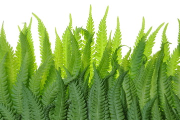 Fern leaves on a white background grass