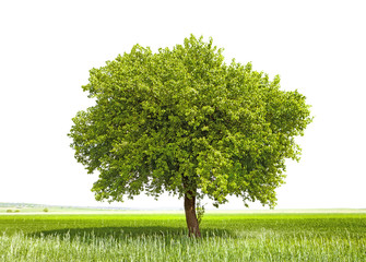 Green tree - symbol of a Green Planet Earth