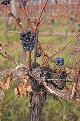 Weintrauben im Herbst