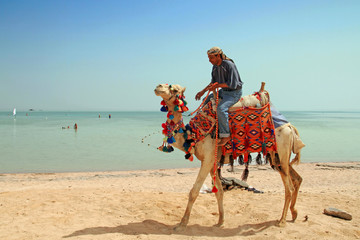 Egyptian man on his camel at Red Sea