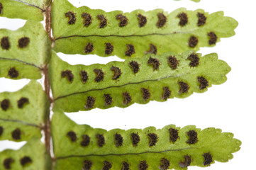 Fern spores © vsevolodzh