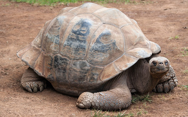 Fototapeta premium Giant turtle