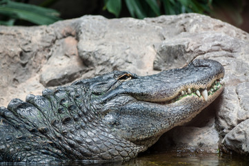 Crocodile