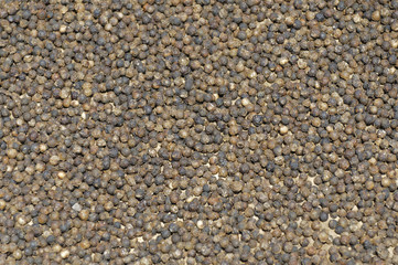 Echter Pfeffer, Piper Nigrum