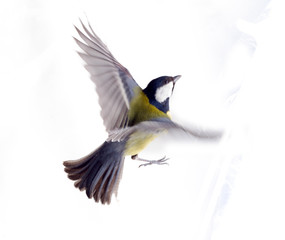 titmouse on a white background close up. spring.