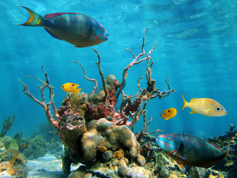 Fototapeta Underwater marine life with tropical fish on a shallow seabed in the Caribbean sea
