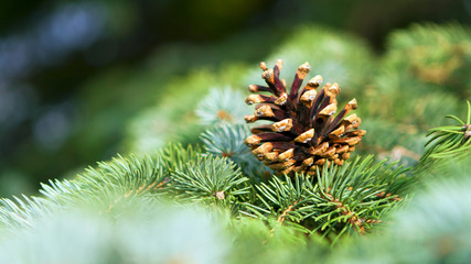 Leaves of the pine forest of trees.