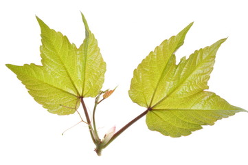 Vine leaves isolated on white