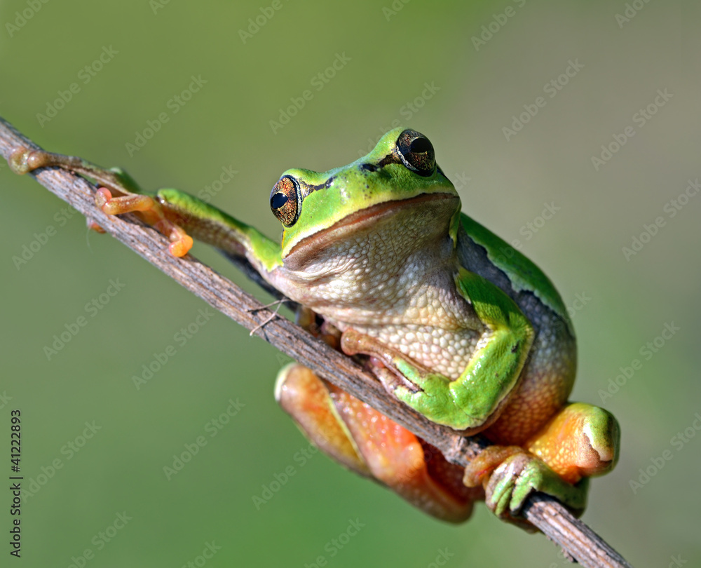 Poster frog