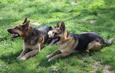 Two German shepherd dogs sitting on grass