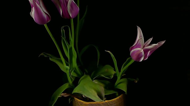 Fioritura di tulipani