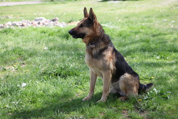 German shepherd dog