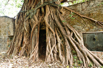 Root of old tree