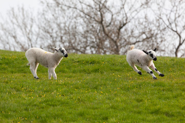 Fototapeta premium Leaping spring lambs