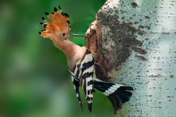 A hoopoe in front of a tree nest hole with its crown raised up