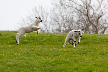 Leaping spring lambs