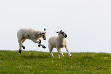 Leaping spring lambs
