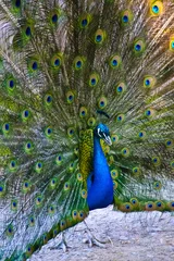 Fotobehang Close up of peacock showing its beautiful feathers © vician_petar