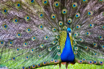 Obraz premium Close up of peacock showing its beautiful feathers