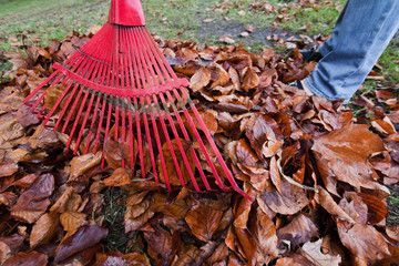 Laub harken. Blätter entfernen. Gartenarbeit im He