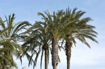 Obraz na płótnie Canvas Vibrant Palm Trees