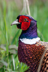 Pheasant in spring grass