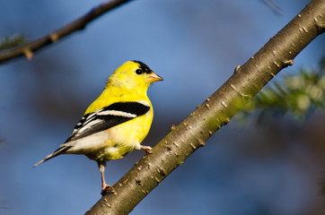 Male American Goldfinch Perched in a Tree
