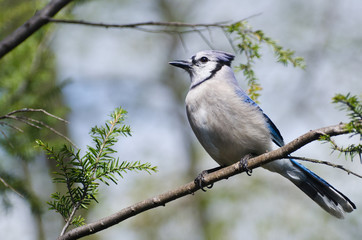 Blue Jay Perched in a Tree