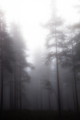 Dark misty woodland