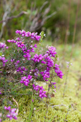 Scottish Heather