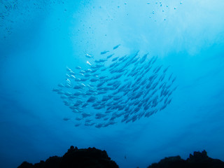 Fototapeta na wymiar Szkoła srebra ryb powyżej rafy koralowej