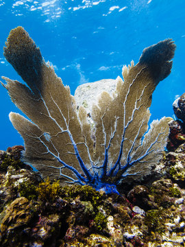 Sea fan on coral reef