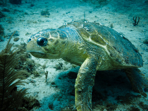 Loggerhead turtle on coral reef in Caribbean