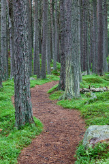 Winding forest footpath
