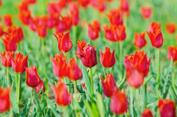 Obraz premium Flowers tulips in the garden