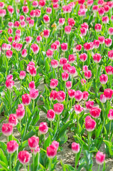 Flowers tulips in the garden