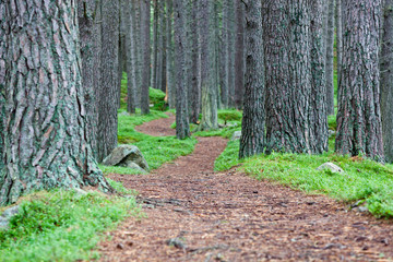 Winding forest footpath - shallow focus