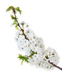 beautiful cherry blossom isolated on white