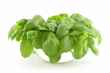 Basil in bowl