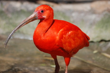 echassier