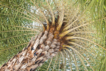 Naklejka na ściany i meble Palm tree in sunny day take photo from under the tree