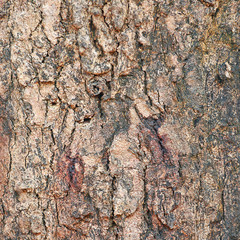 Bark texture