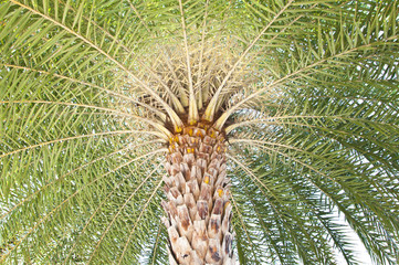 Palm tree in sunny day take photo from under the tree