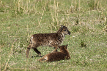 Soay Sheep