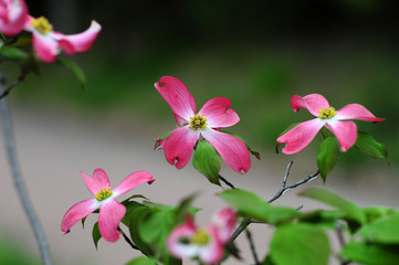 Flowering Dogwood-2
