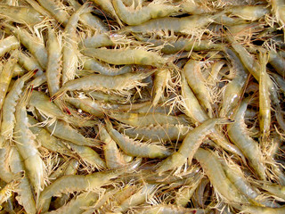 Many of the shrimp, very fresh seafood