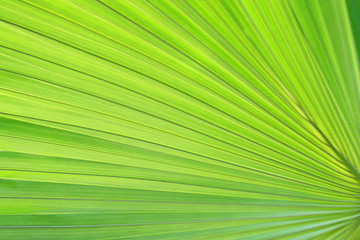 palm leaf