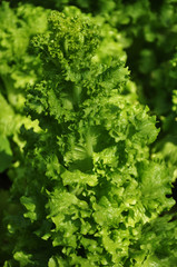 Fresh leaves of a lettuce plant