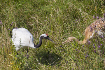 Red-crowned Crane