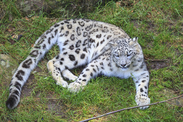 Snow leopard